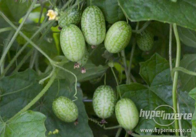 NOVINKA CUCA MELON POPÍNAVÉ OKURKOVÉ MINI MELOUNKY - foto 5