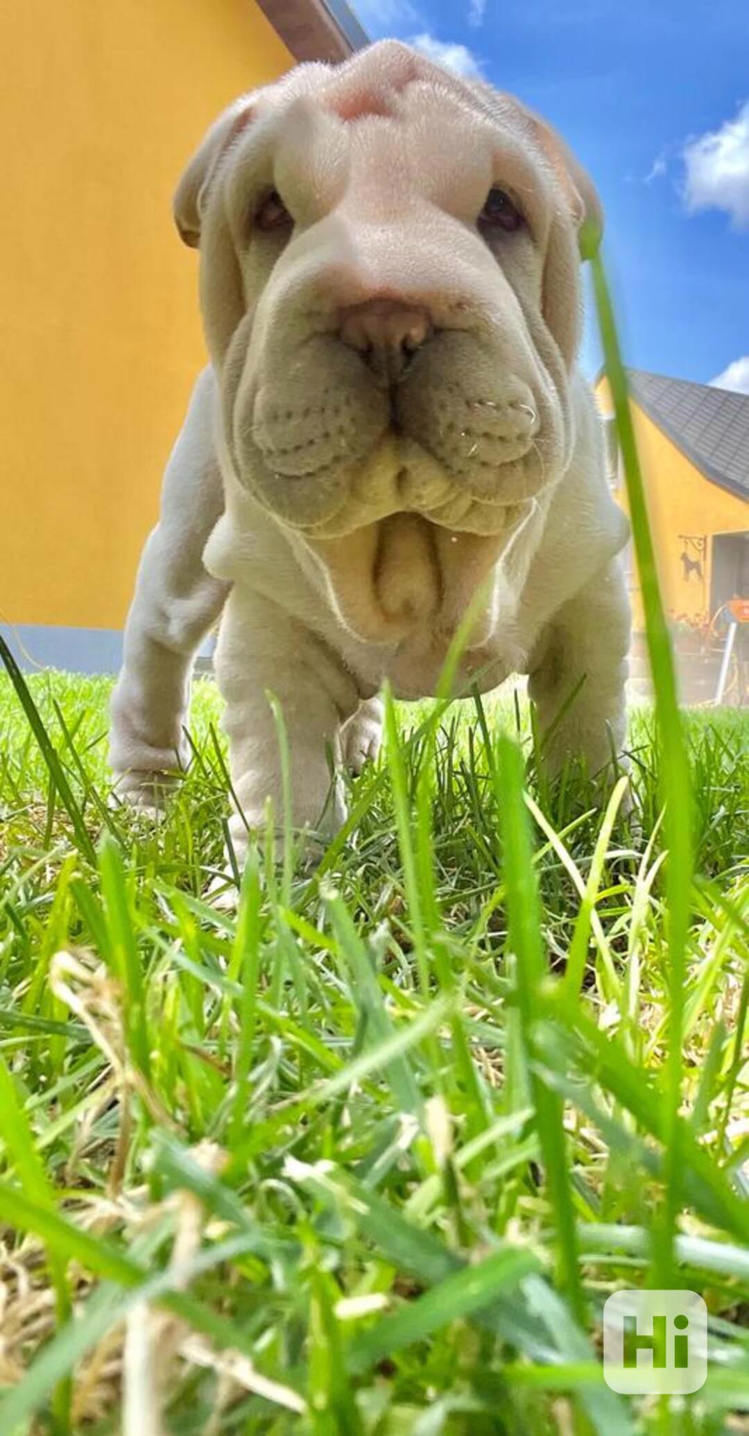 Shar-pei,Šarpej - štěňátko s PP - foto 1