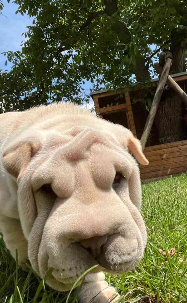 Shar-pei,Šarpej - štěňátko s PP - foto 6