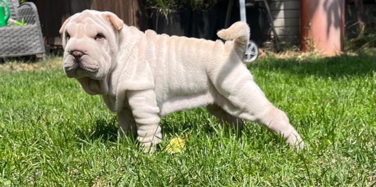 Shar-pei,Šarpej - štěňátko s PP - foto 2