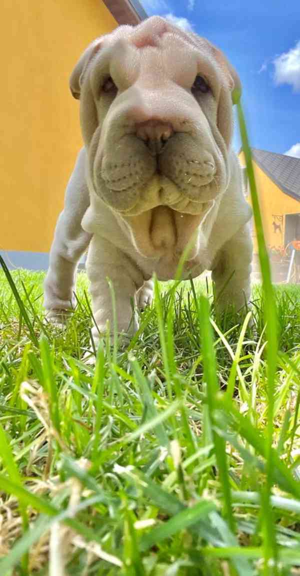 Shar-pei,Šarpej - štěňátko s PP - foto 1