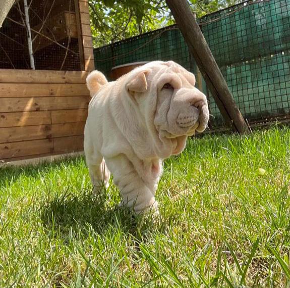Shar-pei,Šarpej - štěňátko s PP - foto 5