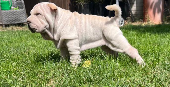 Shar-pei,Šarpej - štěňátko s PP - foto 7