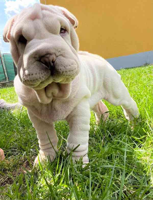 Shar-pei,Šarpej - štěňátko s PP - foto 4