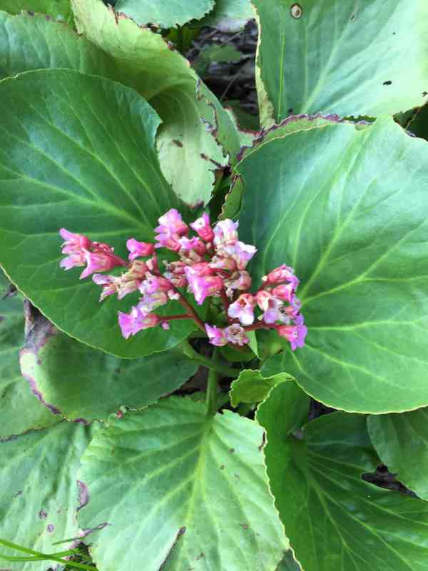 Bergénie tučnolistá (Bergenia crassifolia) - foto 2