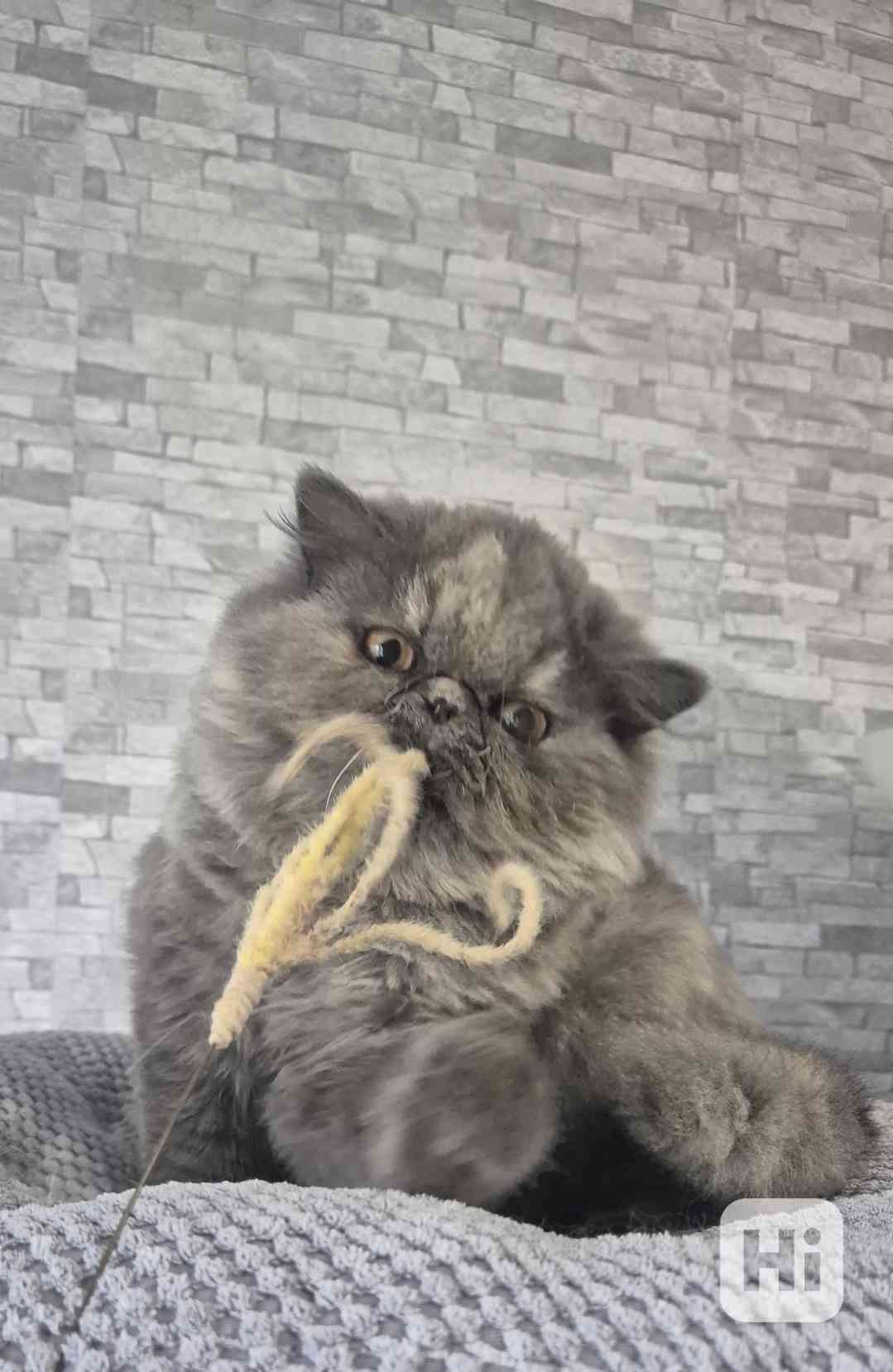 Perská a exotická koťátka s Pp  - foto 1