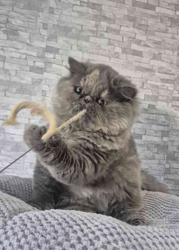 Perská a exotická koťátka s Pp  - foto 4