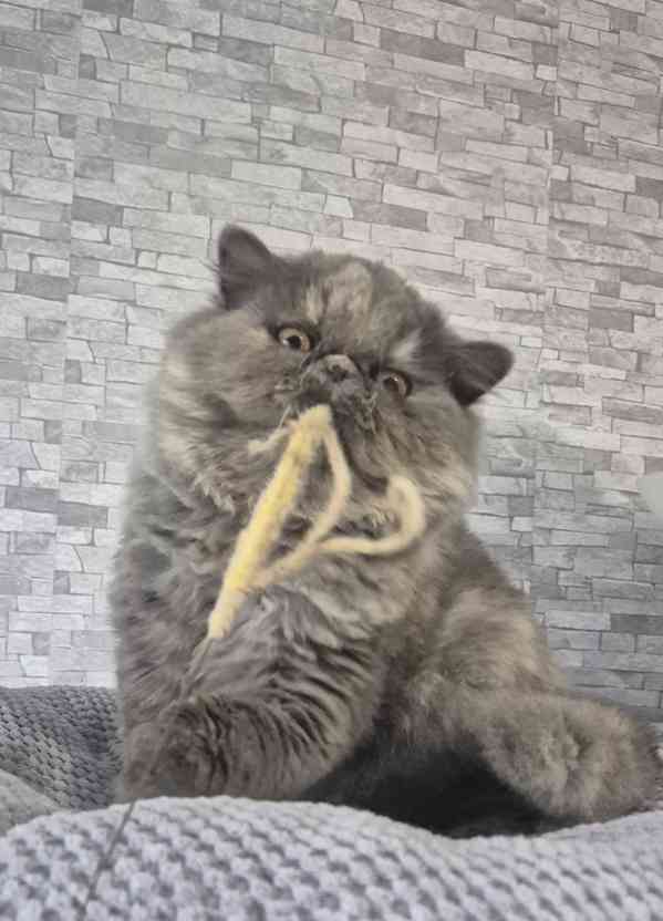 Perská a exotická koťátka s Pp  - foto 3