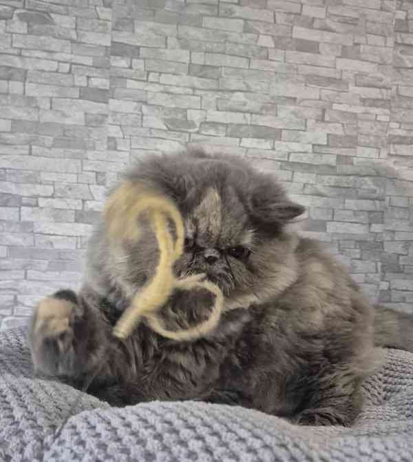 Perská a exotická koťátka s Pp  - foto 7