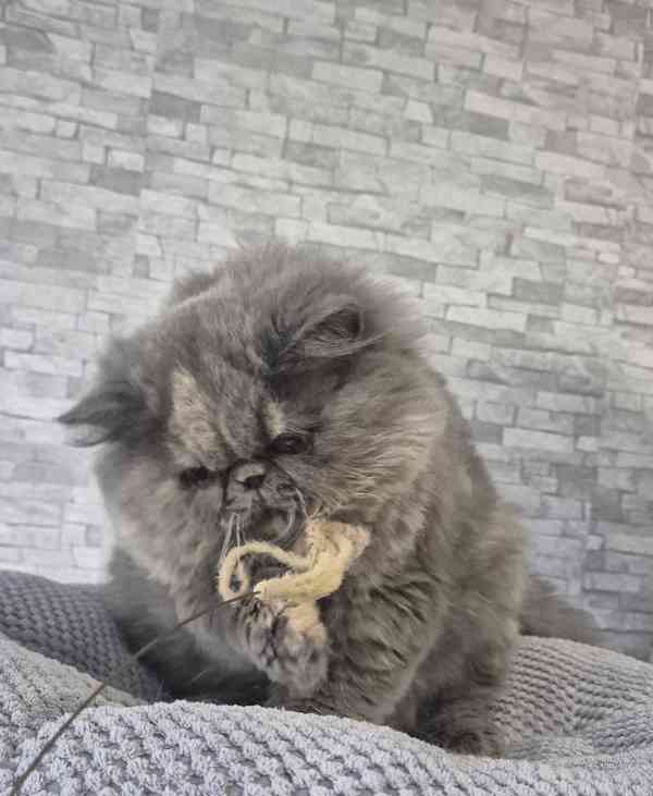 Perská a exotická koťátka s Pp  - foto 8