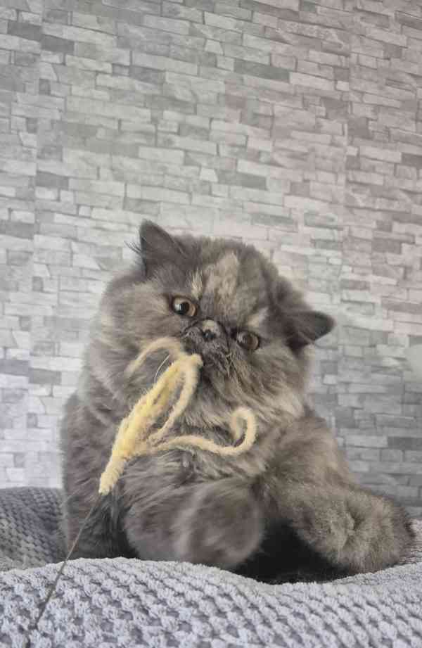 Perská a exotická koťátka s Pp  - foto 1