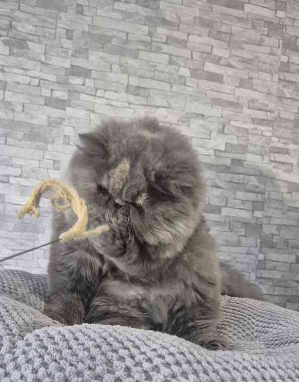 Perská a exotická koťátka s Pp  - foto 5