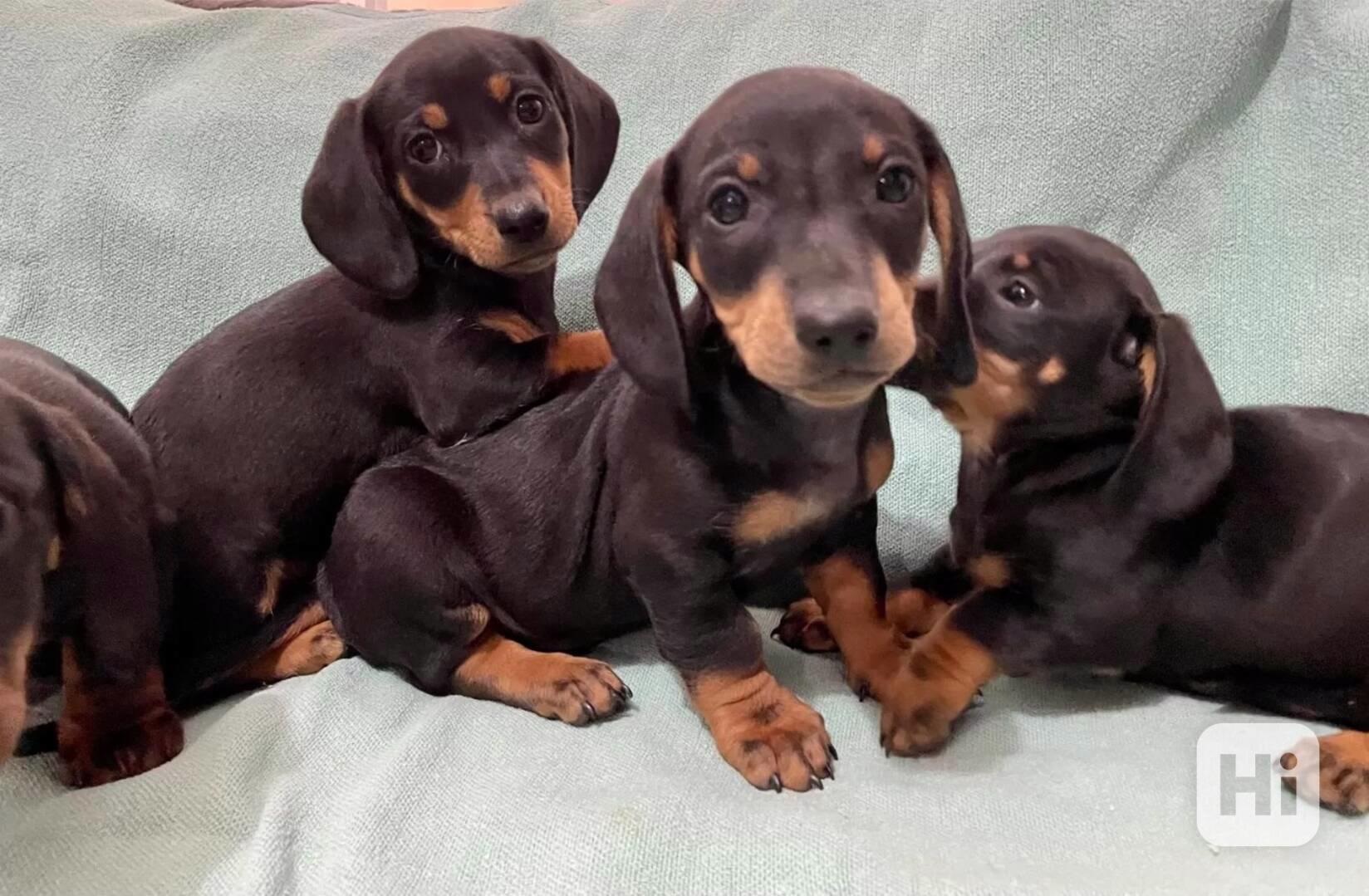 Hladkosrstý trpasličí jezevčík - foto 1