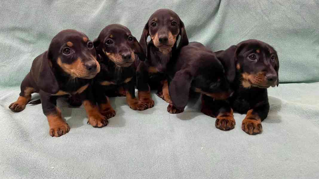 Hladkosrstý trpasličí jezevčík - foto 3