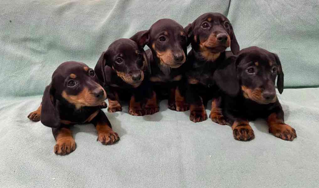 Hladkosrstý trpasličí jezevčík - foto 4