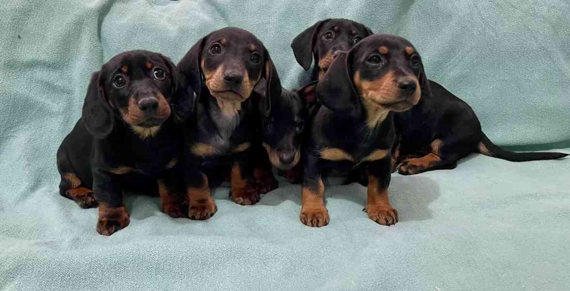 Hladkosrstý trpasličí jezevčík - foto 2