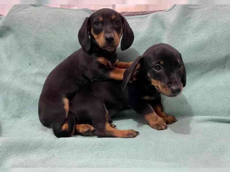 Hladkosrstý trpasličí jezevčík - foto 5