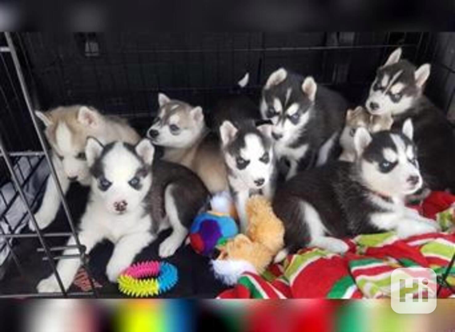 Sibiřská husky štěňátka bez PP - foto 1
