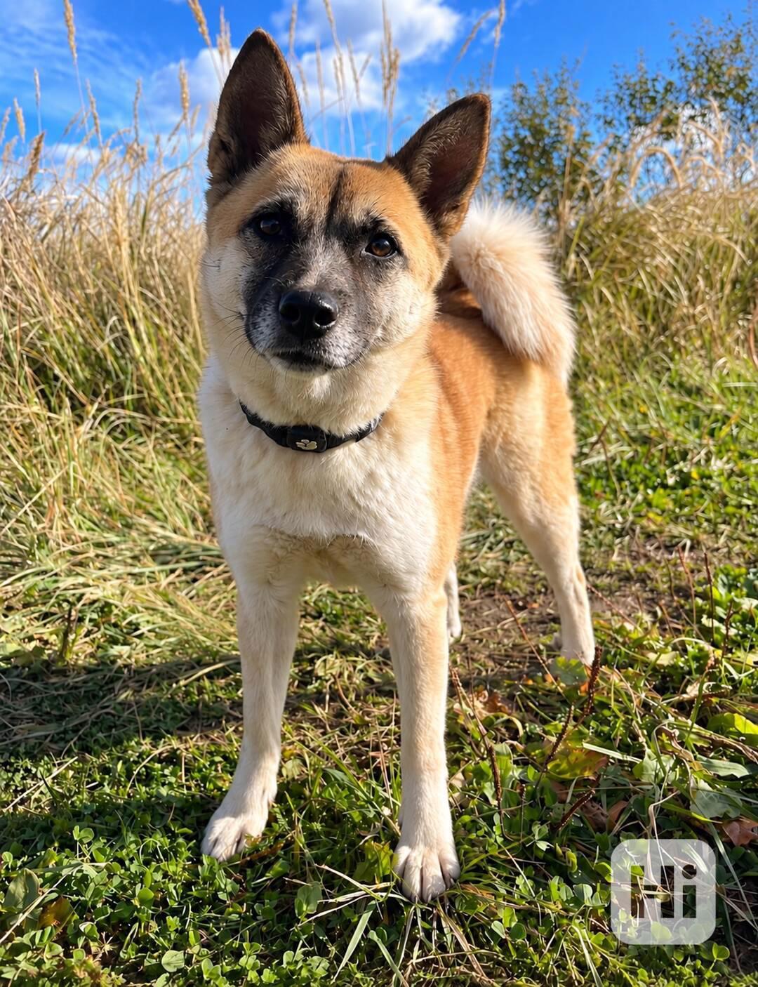 BETTY - 12 kg, kastrovaná fenečka 2 roky  - foto 1