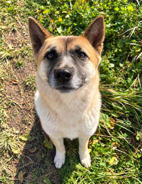 BETTY - 12 kg, kastrovaná fenečka 2 roky  - foto 2