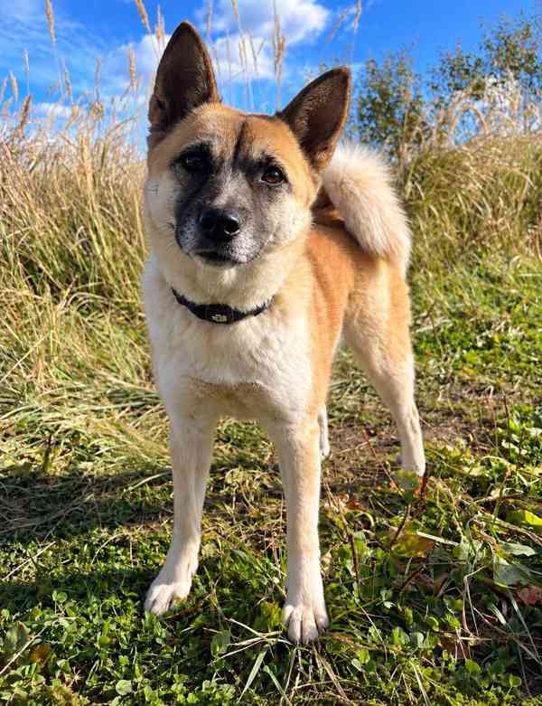 BETTY - 12 kg, kastrovaná fenečka 2 roky  - foto 1