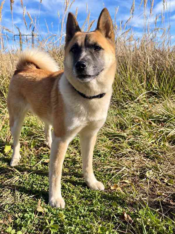 BETTY - 12 kg, kastrovaná fenečka 2 roky  - foto 3