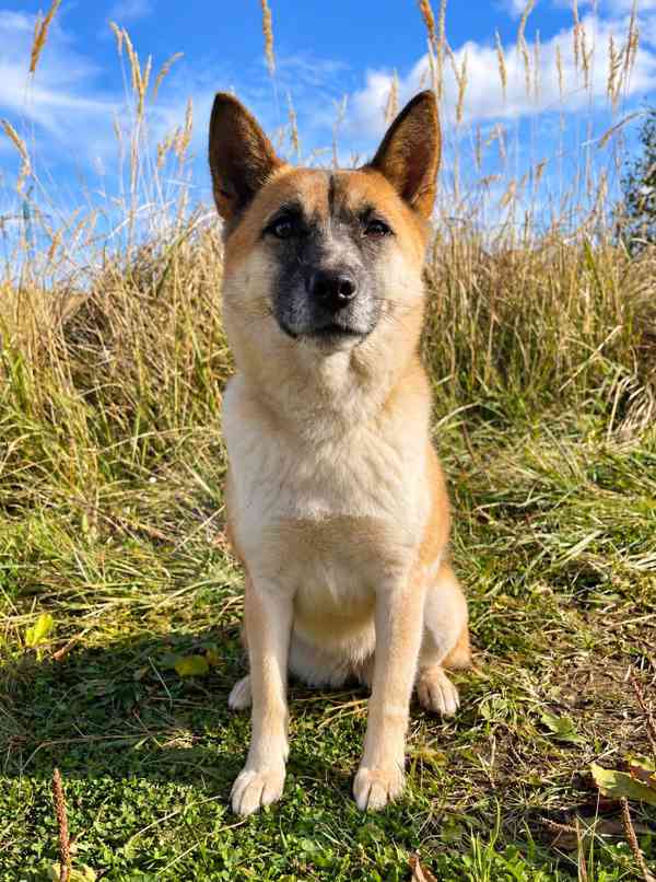 BETTY - 12 kg, kastrovaná fenečka 2 roky  - foto 4