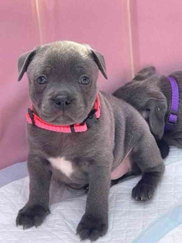 Štěňata modrého pitbula