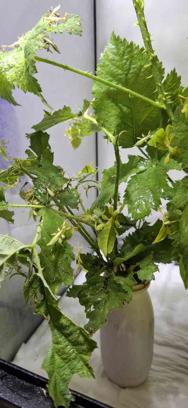 Lupenitky - foto 3