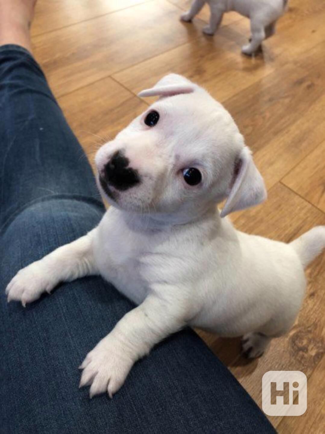 Jack Russell teriér, velmi hravý - foto 1