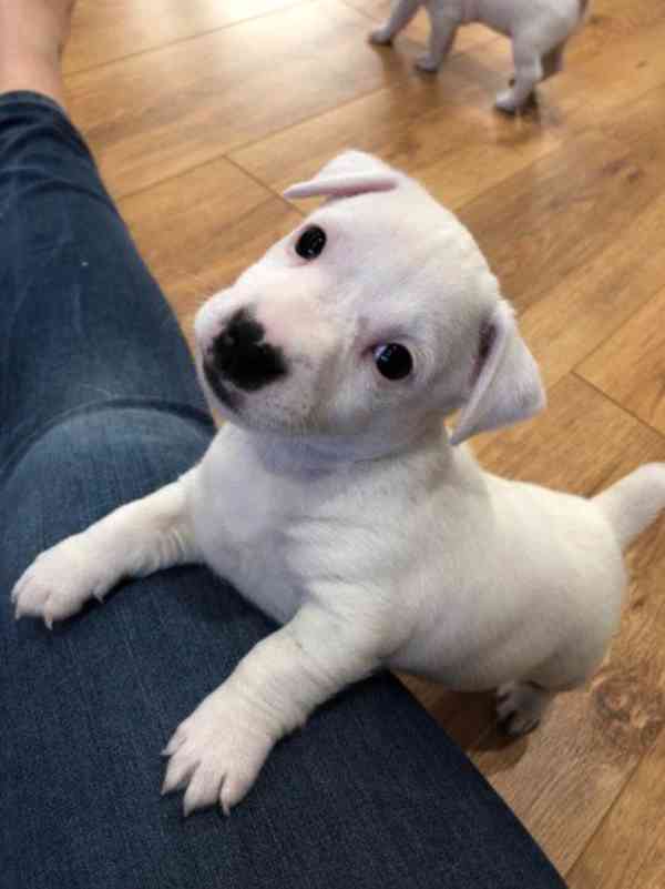 Jack Russell teriér, velmi hravý