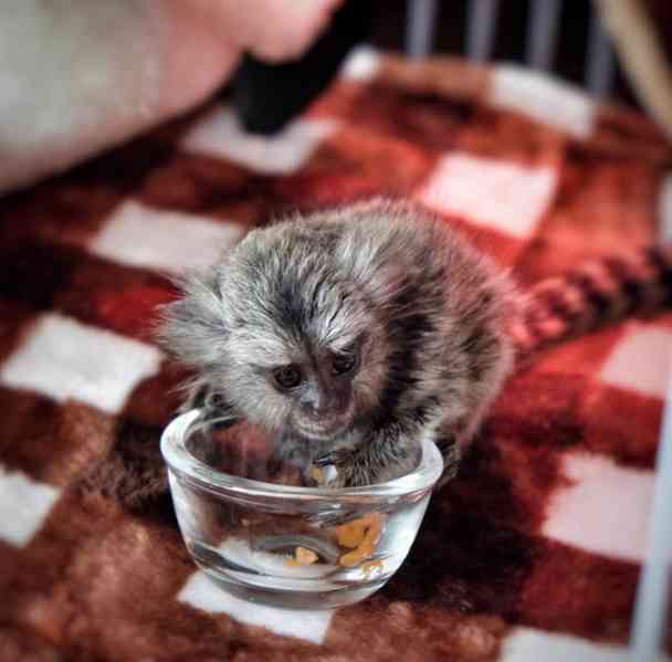 K dispozici samci a samice kosmanů - foto 1