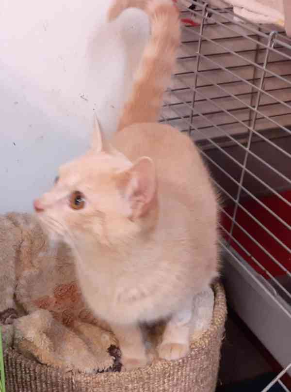 Světle rezavý, mazlivý, hravý báječný 8měsíční Filípek - foto 2