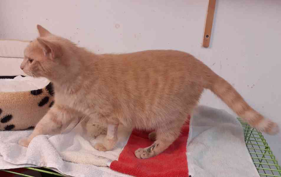 Světle rezavý, mazlivý, hravý báječný 8měsíční Filípek - foto 3