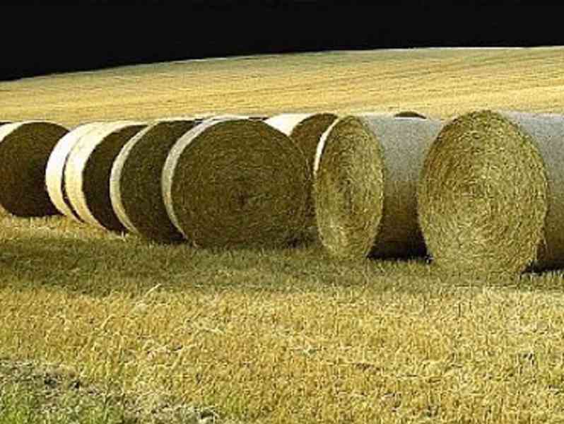 Ječmenná, ovesná a pšeničná sláma - foto 1