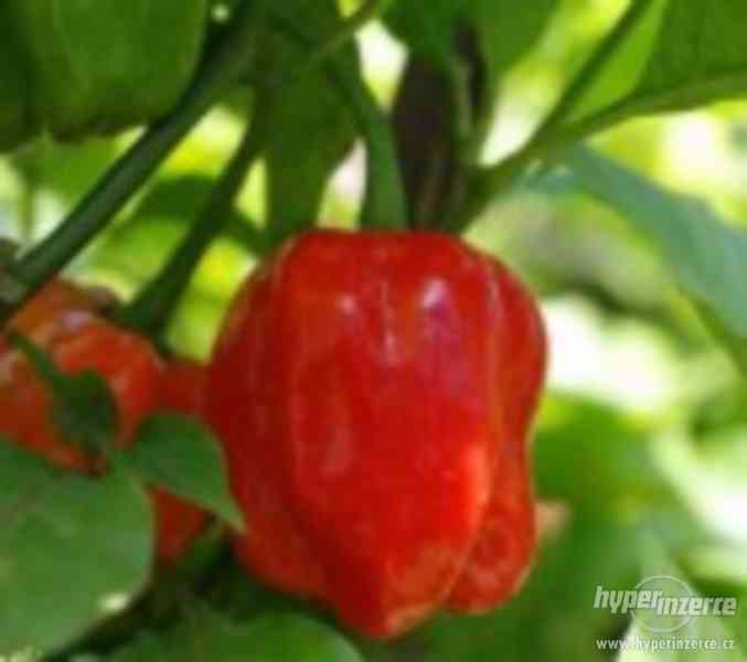 Chilli Scoth  Bonet  Red - semena - foto 1