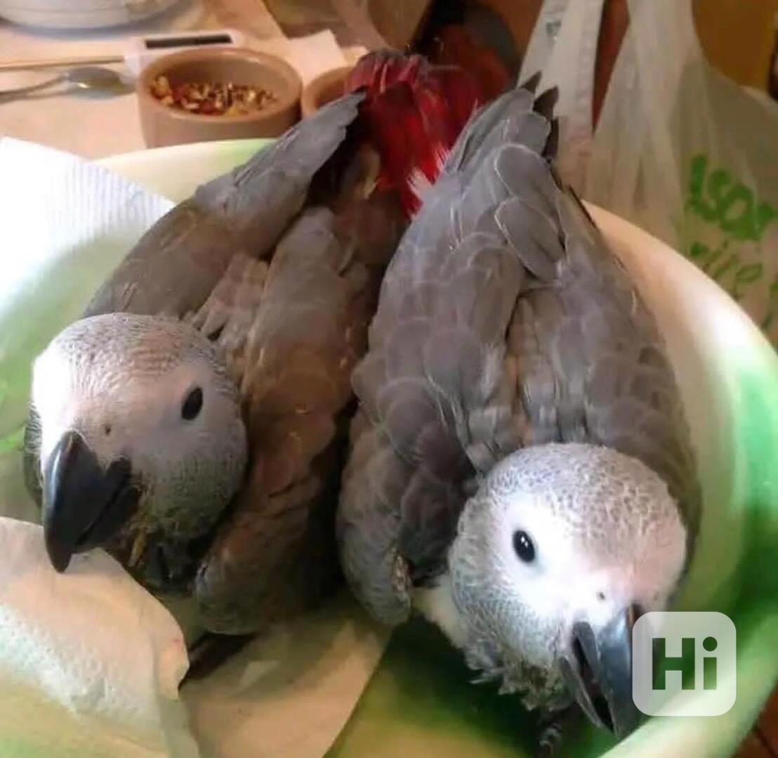 Krásné páry papoušků k odchovu, mláďata k dispozici. - foto 1