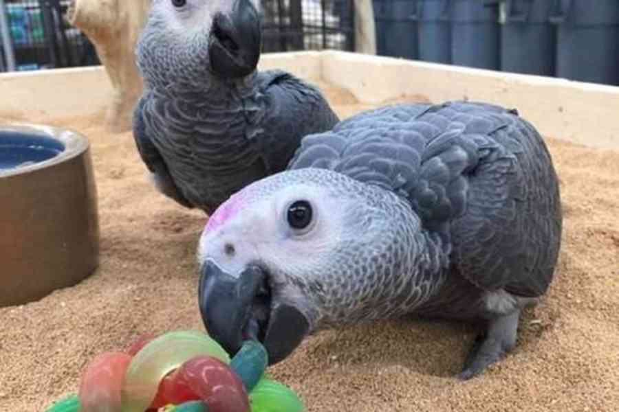 Krásné páry papoušků k odchovu, mláďata k dispozici. - foto 2