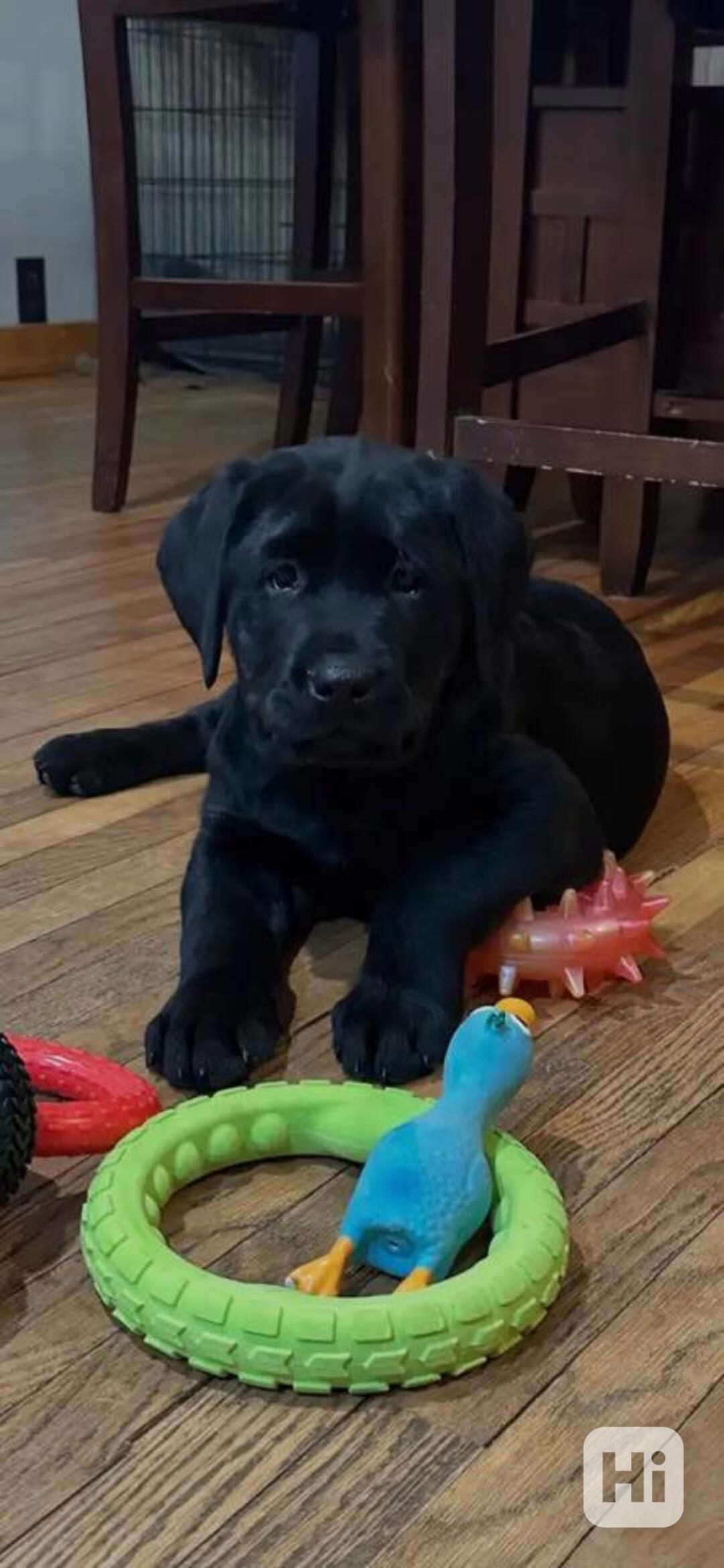 Prodám labradorského retrívra. - foto 1