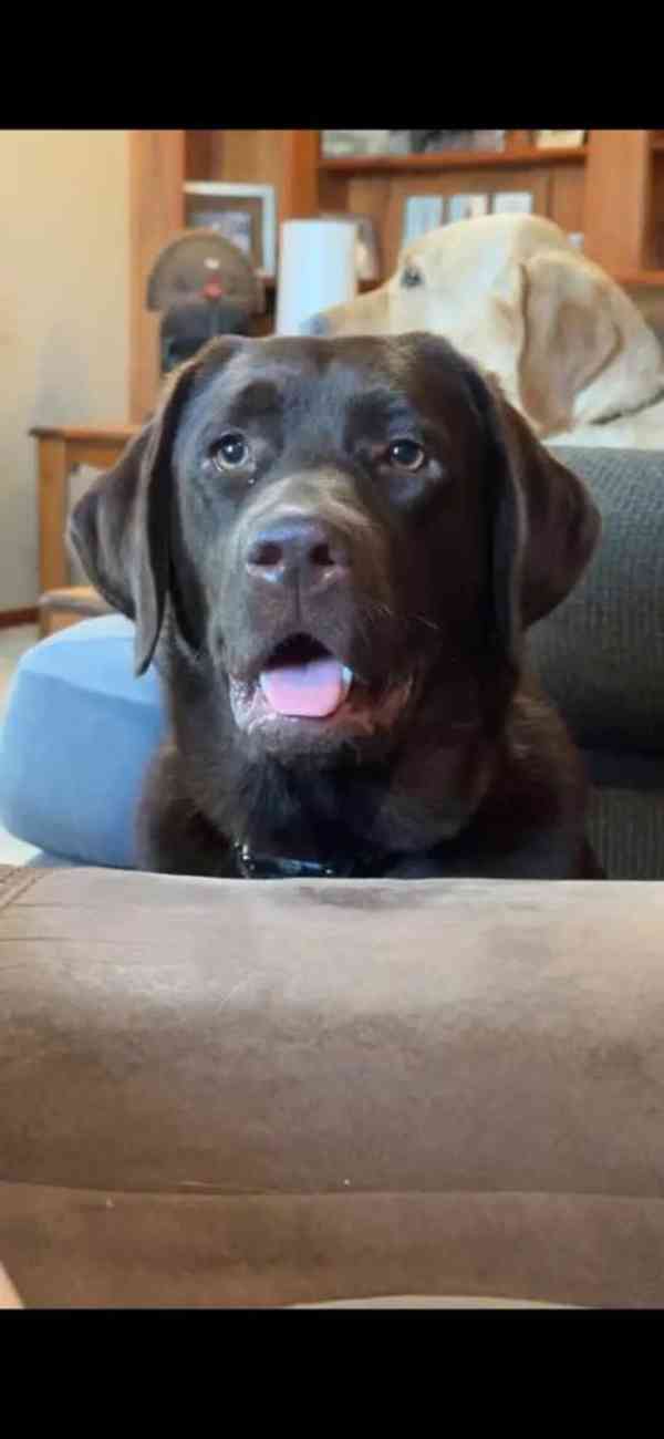 Prodám labradorského retrívra. - foto 3