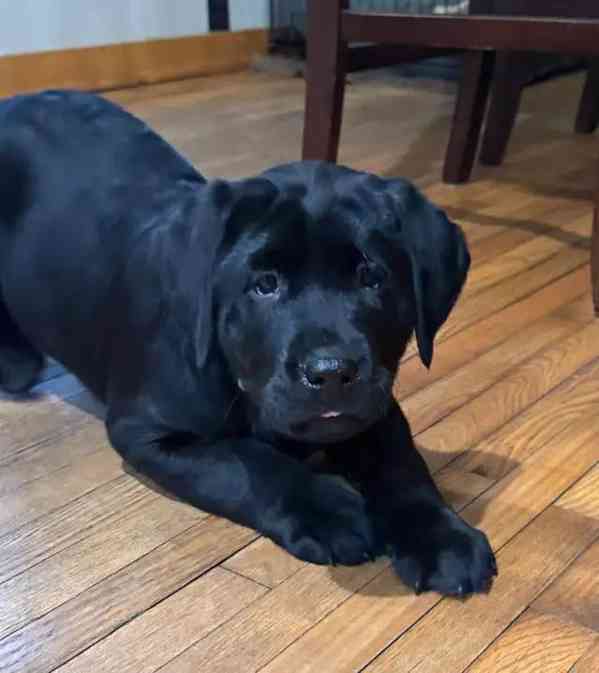 Prodám labradorského retrívra. - foto 2