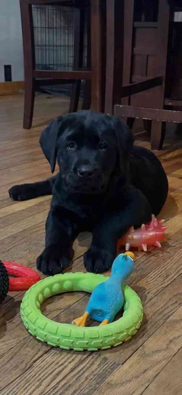 Prodám labradorského retrívra. - foto 1