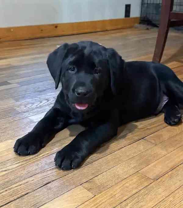 Prodám labradorského retrívra. - foto 4