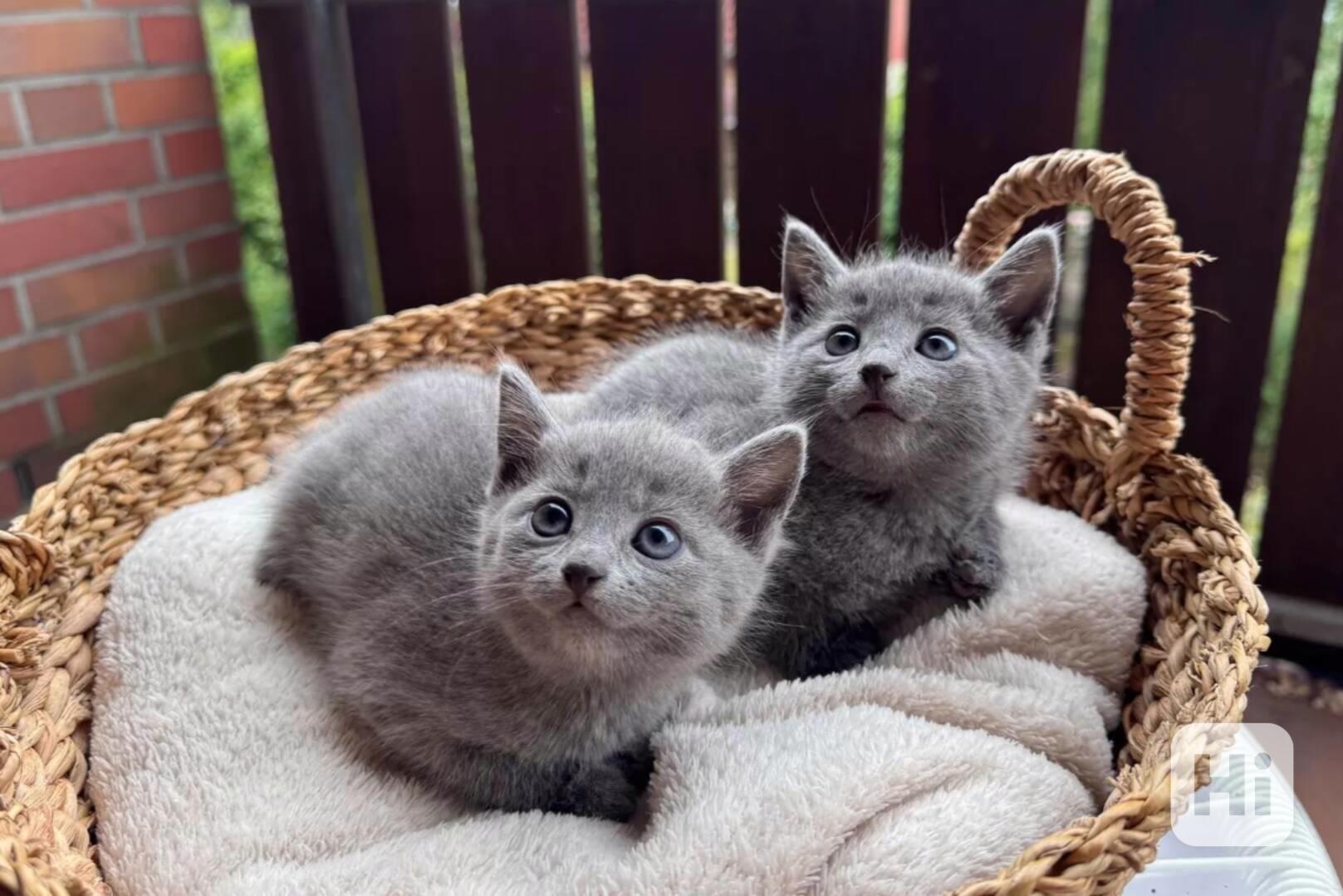 Koťátka ruské modré koťátka k adopci - foto 1