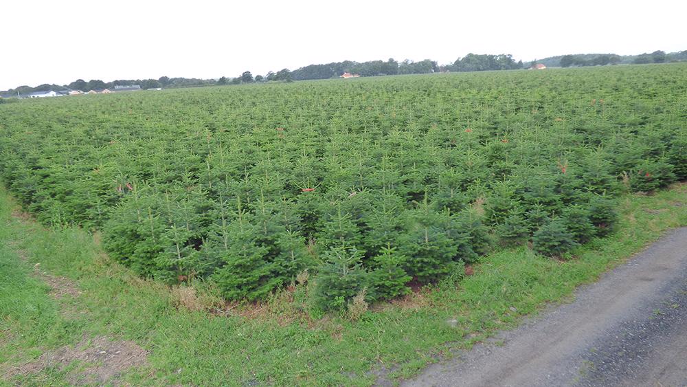 Dovoz z Dánska Po úspěšném vstupu na trh s vánočními stromky - foto 8