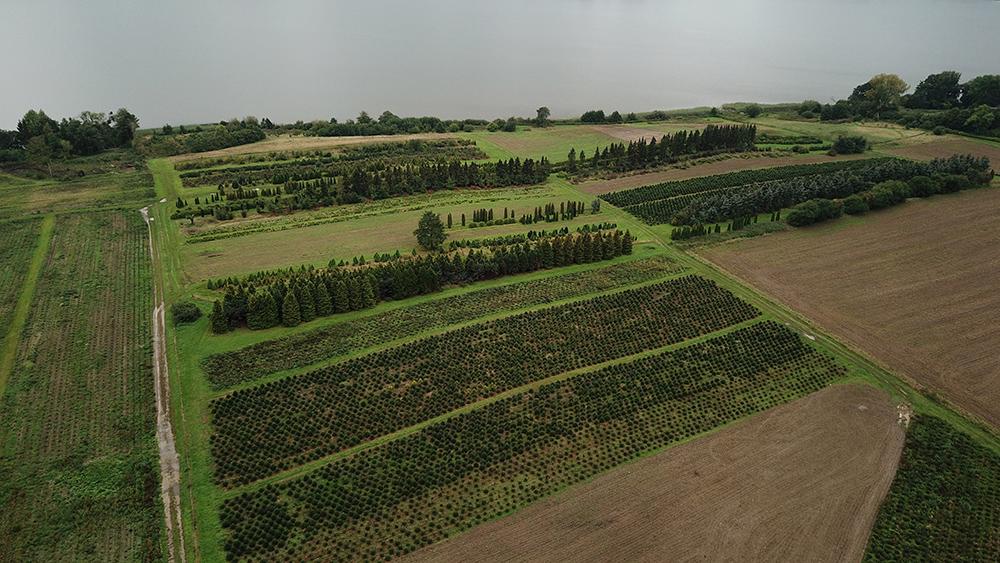 Dovoz z Dánska Po úspěšném vstupu na trh s vánočními stromky - foto 5