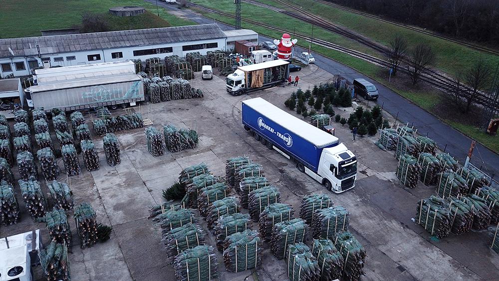Dovoz z Dánska Po úspěšném vstupu na trh s vánočními stromky - foto 2