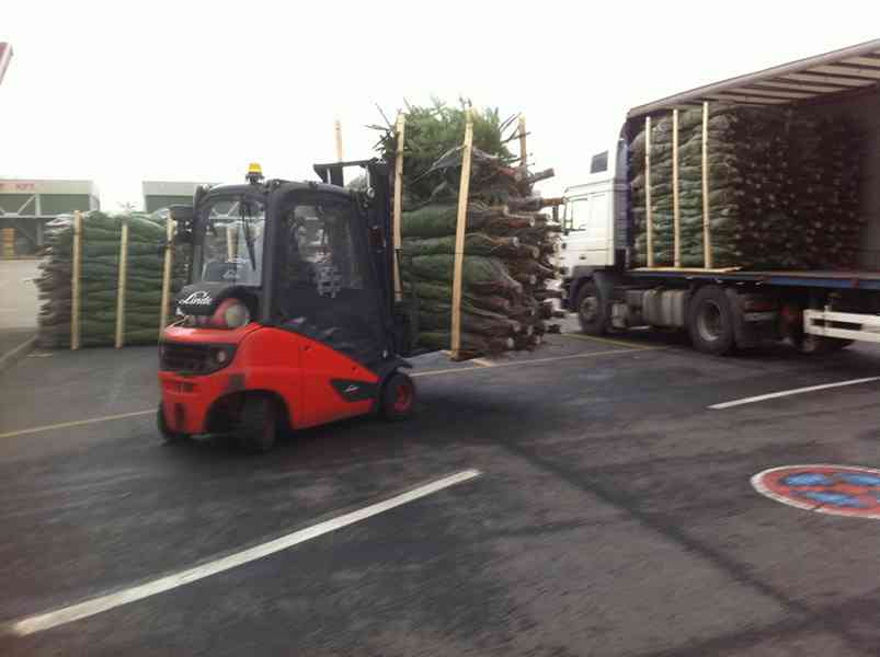 Dovoz z Dánska Po úspěšném vstupu na trh s vánočními stromky - foto 9