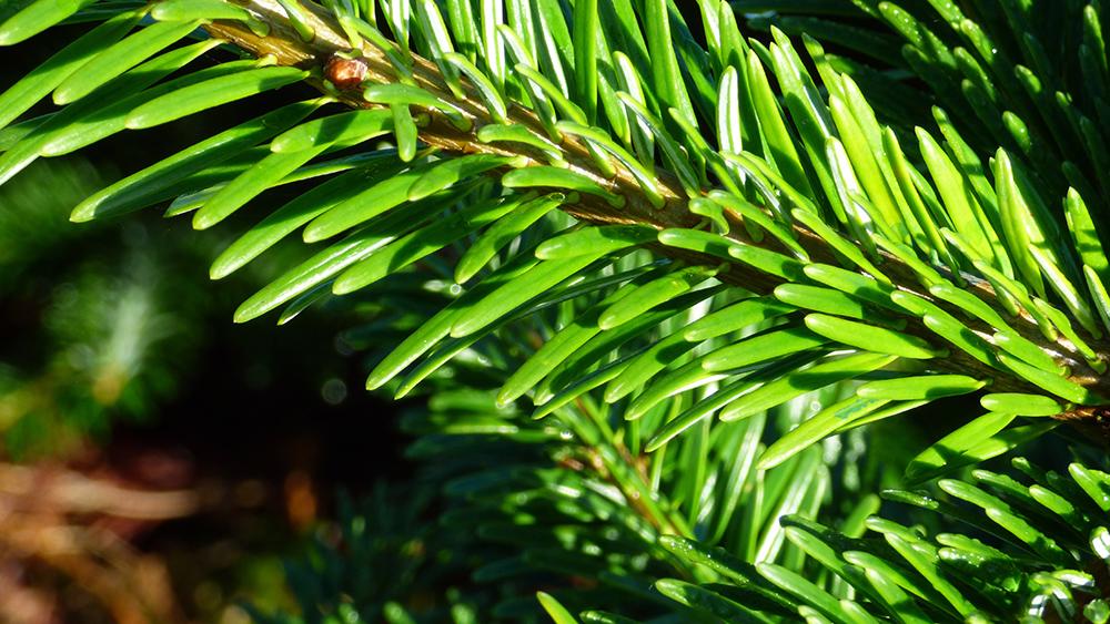 Dovoz z Dánska Po úspěšném vstupu na trh s vánočními stromky - foto 7