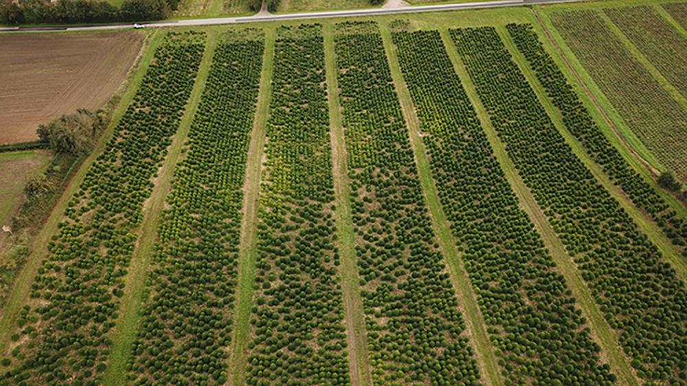 Dovoz z Dánska Po úspěšném vstupu na trh s vánočními stromky - foto 4